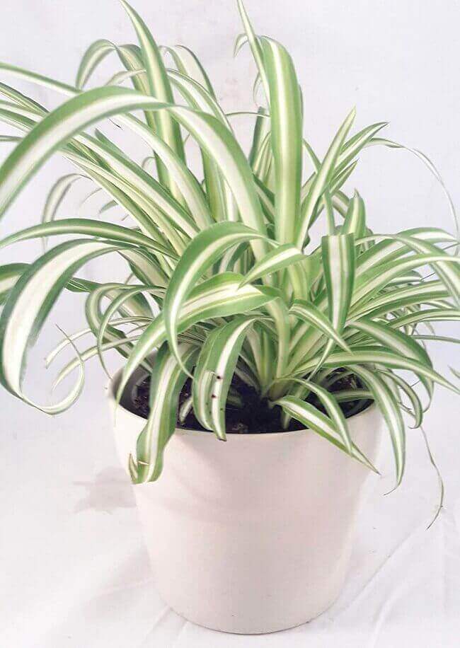 8 lucky house plants - spider plant - Everything Abode
