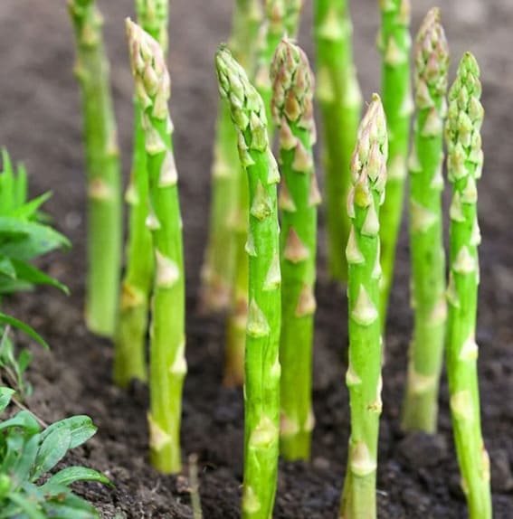 Spiked asparagus emerges from the soil and signals the beginning of the spring season in your garden.