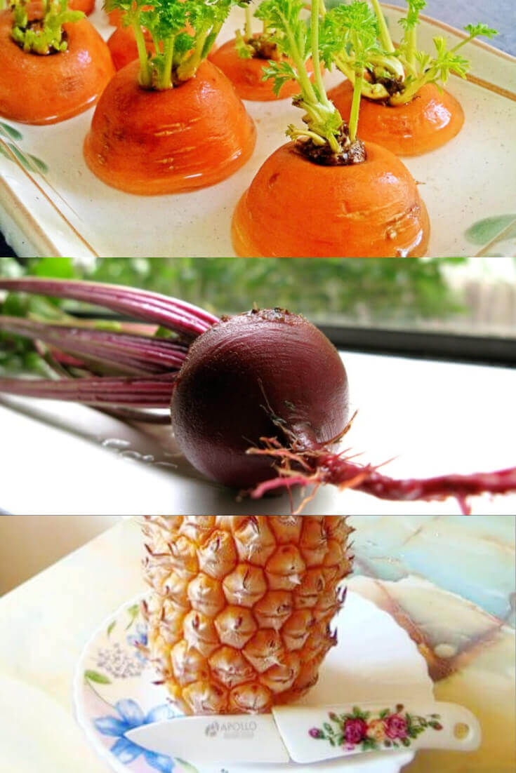 Best Veggies to Regrow from Kitchen Scraps