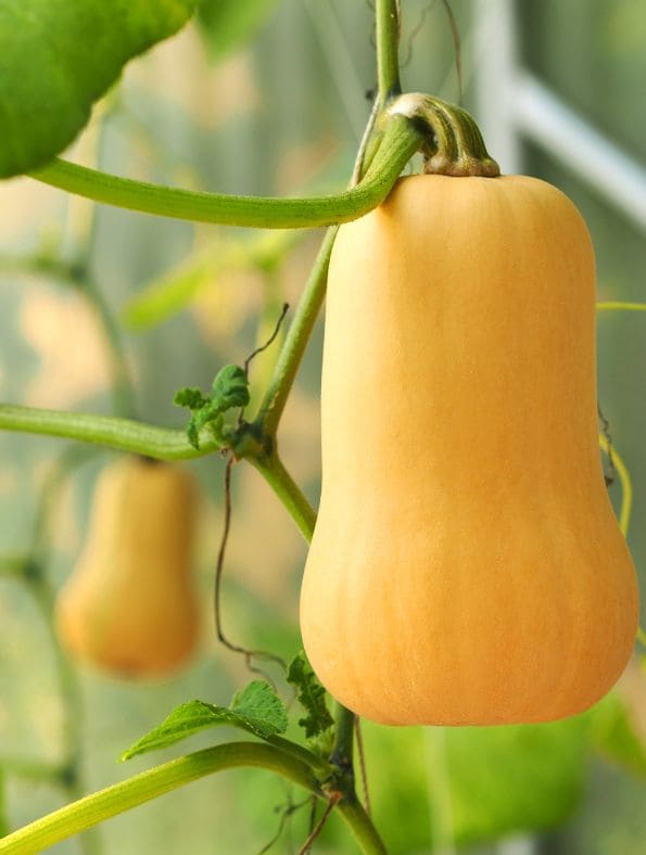 easy trellis vegetables, squash