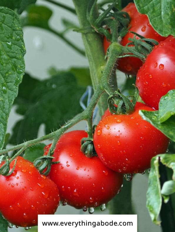 easy trellis vegetables, tomatos