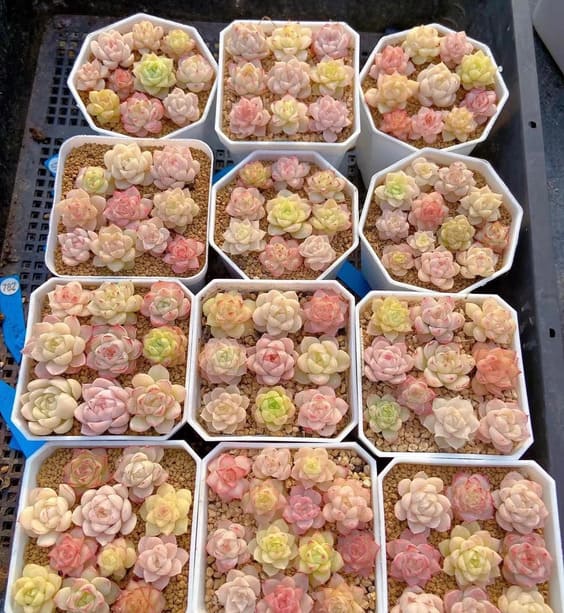 Echeveria subsessilis pink houseplant