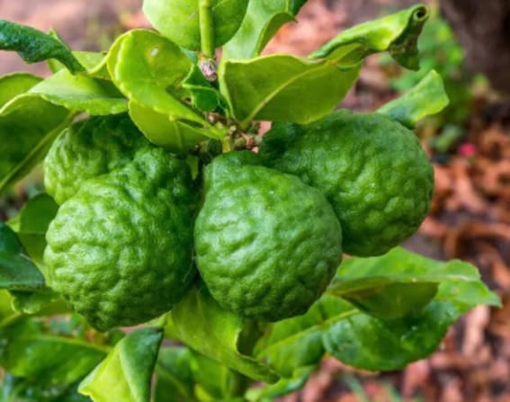 Kaffir Lime