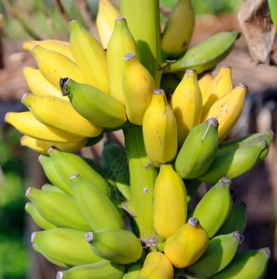 Dwarf Cavendish Banana