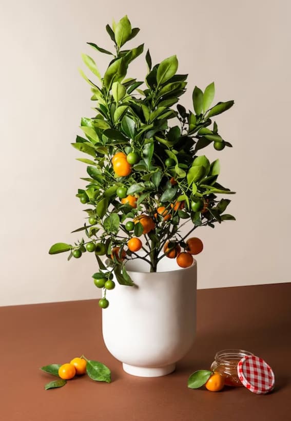 Calamondin Orange