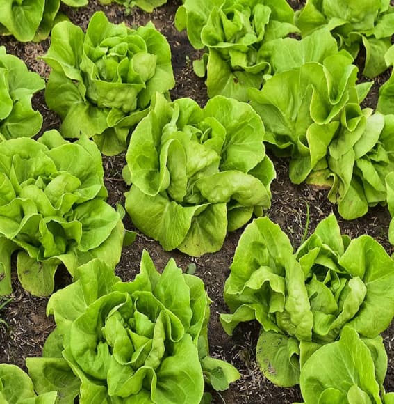 lettuce, Gorgeous heads of lettuce bloom in the soil, forming an enveloping green grassy carpet inside your yard.