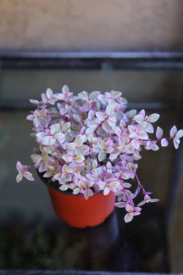 Pink Panther Callisia Repens plant