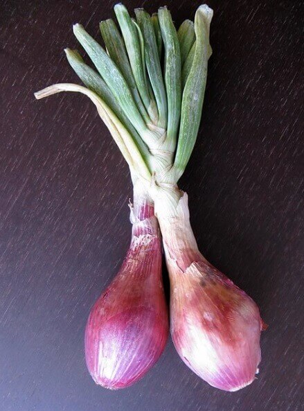 How to regrow Spring Onions in soil