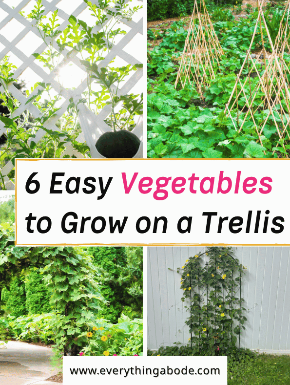 Easy Vegetables That Grow on a Trellis