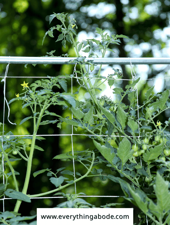Easy Vegetables That Grow on a Trellis