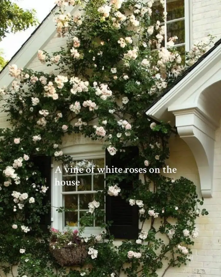 Climbing vines, soft blooms, timeless charm