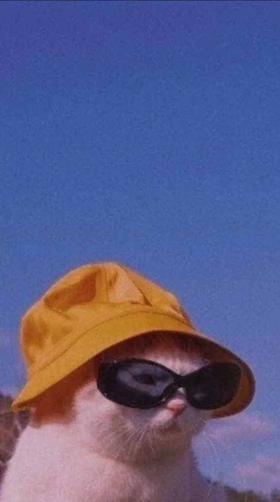 Aesthetic indie wallpaper cat bucket hat wallpaper.