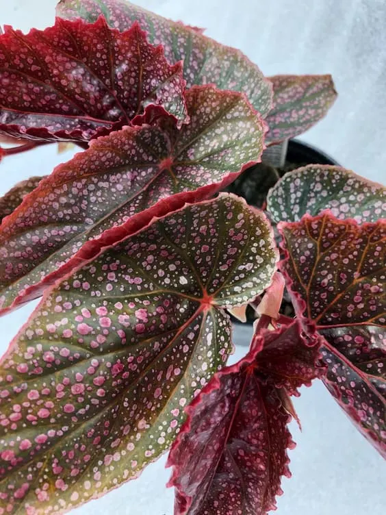 Angelwing Begonia 'Pink Mink' plant