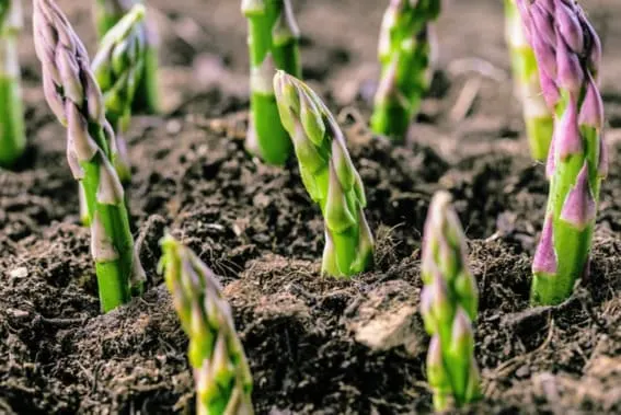 Asparagus prefers complete sunlight and well-drained soil.