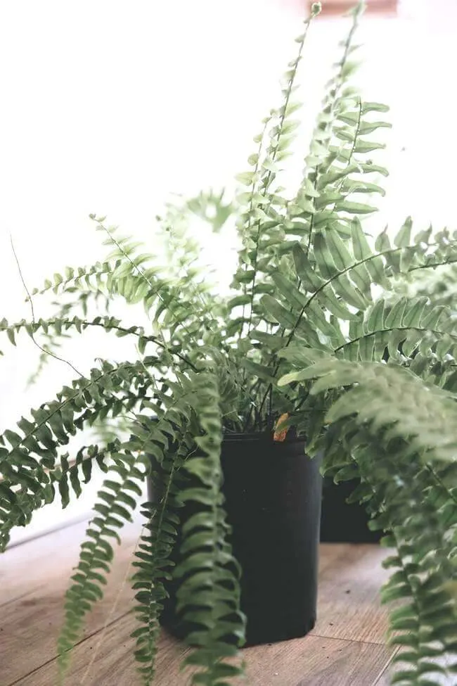 Boston Fern, best plant for restoring moisture