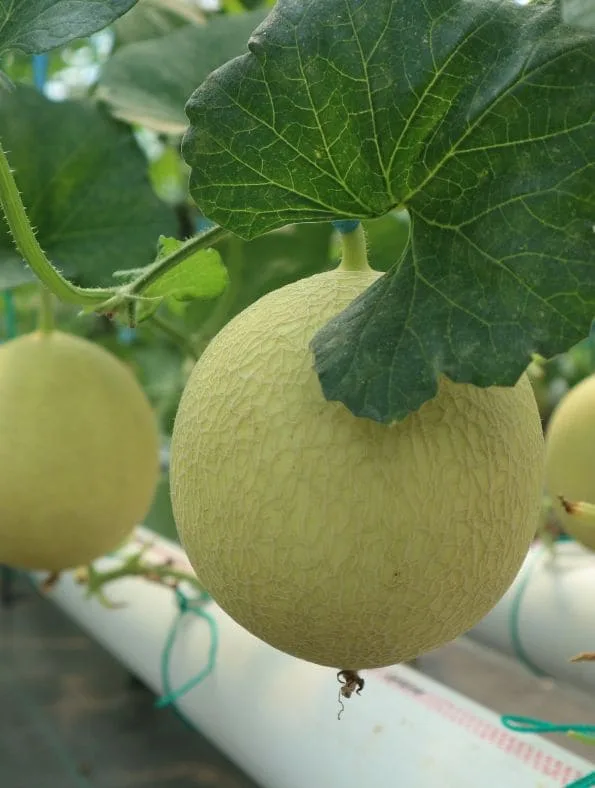 easy trellis vegetables, melons