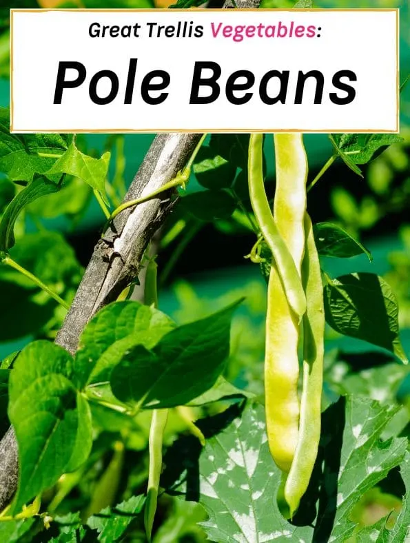 easy trellis vegetables, pole beans
