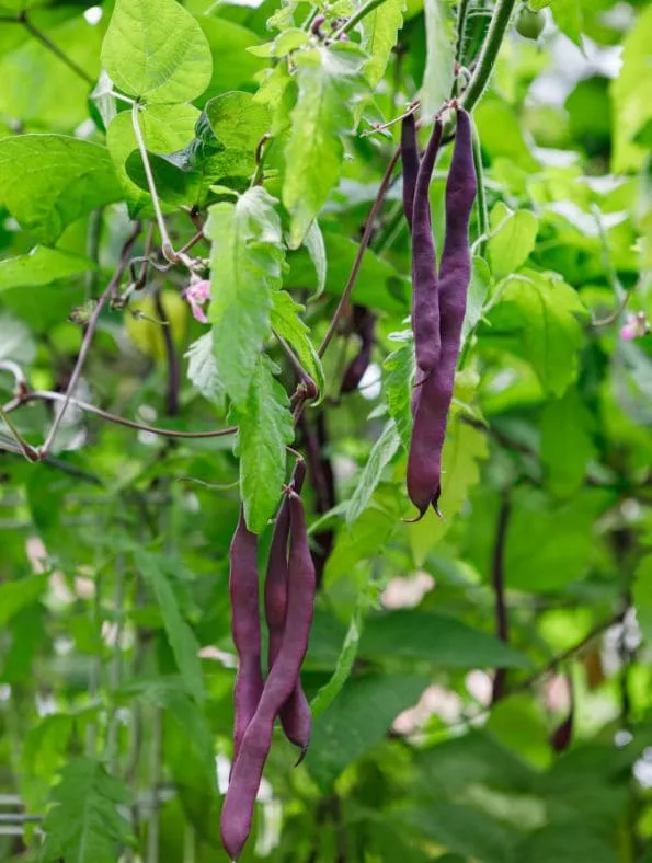 easy trellis vegetables, pole beans