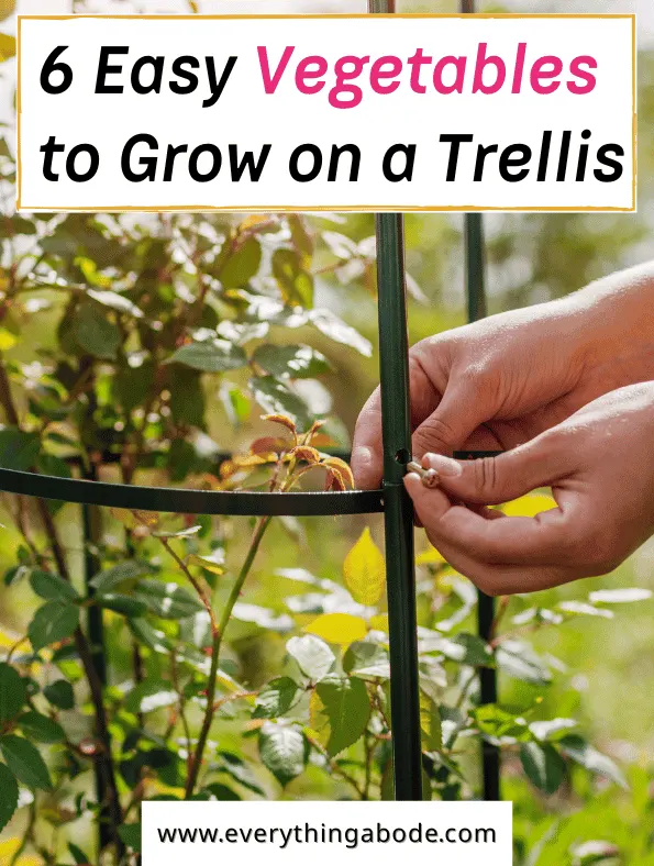 Easy Vegetables That Grow on a Trellis
