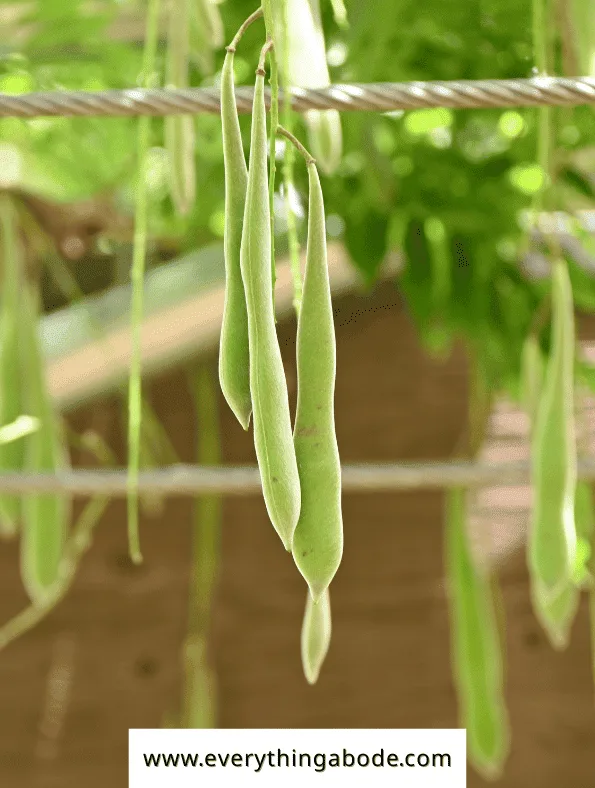 Easy Vegetables That Grow on a Trellis
