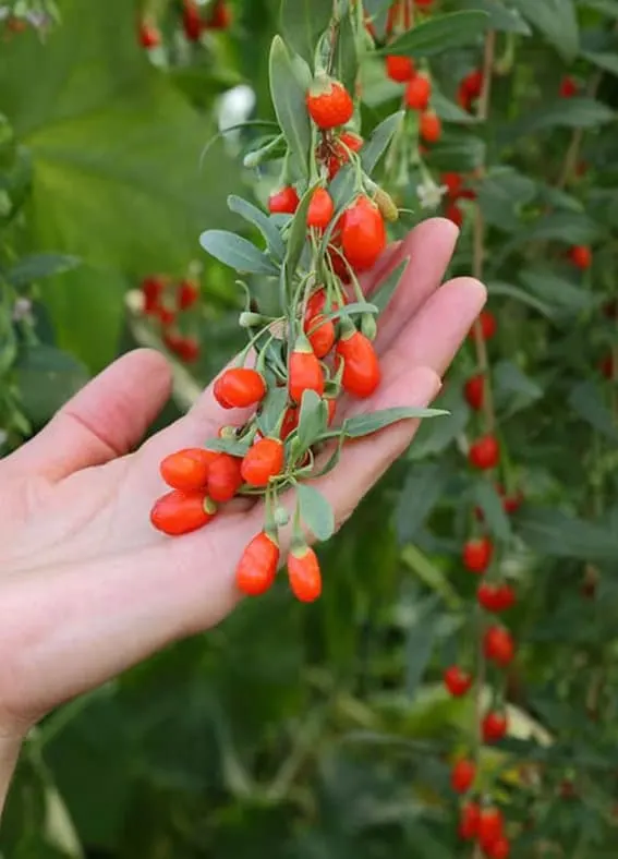 Goji Berry