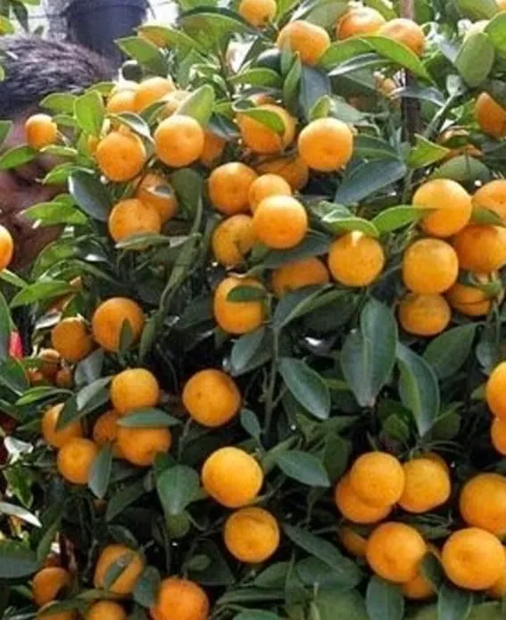 Nagami Kumquat
