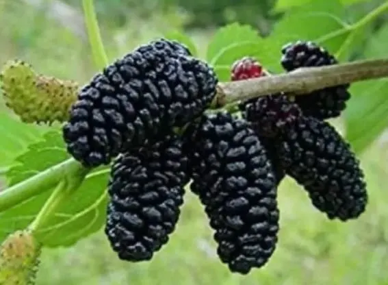 Black Mulberry