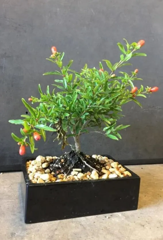Dwarf Pomegranate