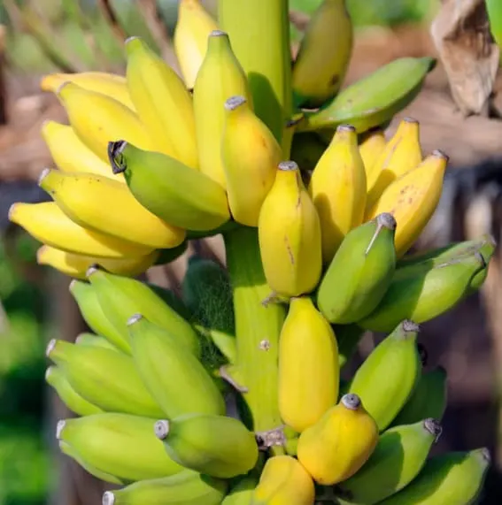 Dwarf Cavendish Banana