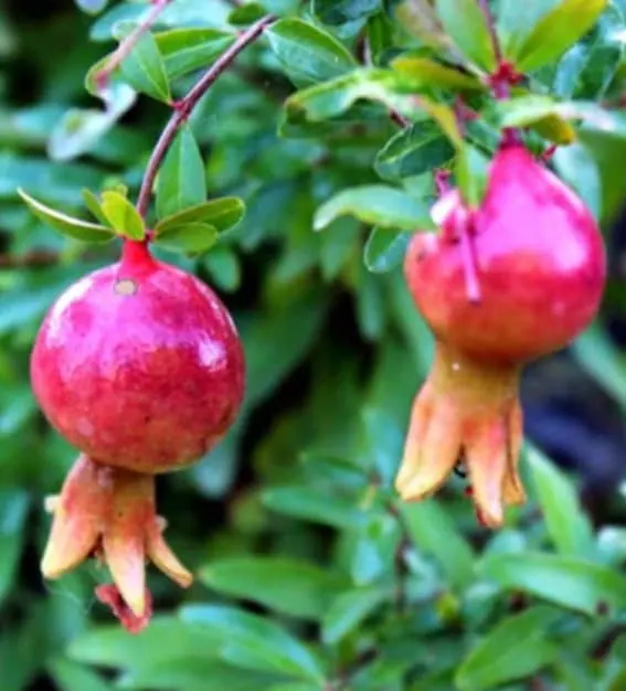Dwarf Pomegranate