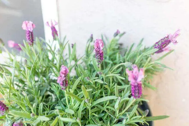 Lavender, best plant for deeper sleep - Everything Abode