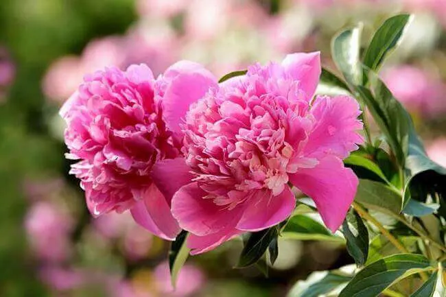 Lucky Houseplants-peony-pink - Everything Abode
