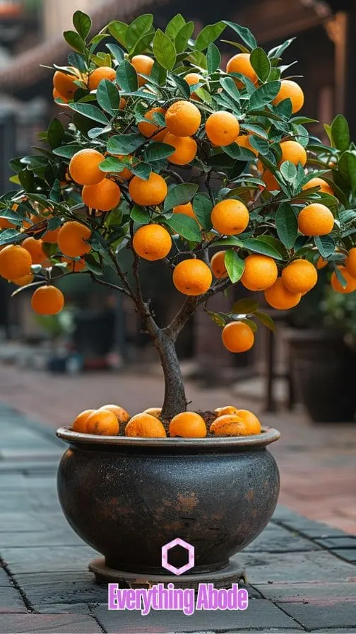 orange tree in pot