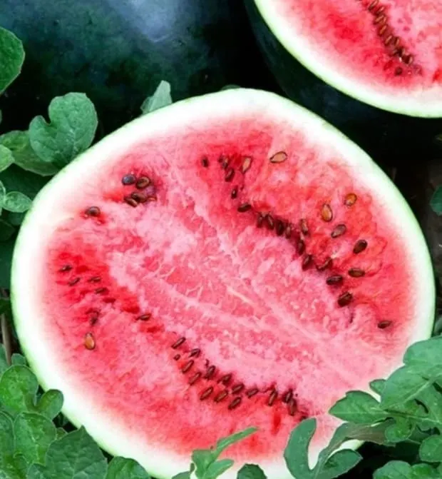 Sugar baby bush dwarf watermelon