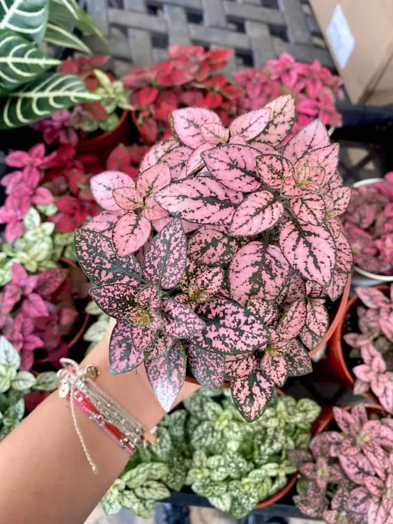 The Pink Polka Dot houseplant