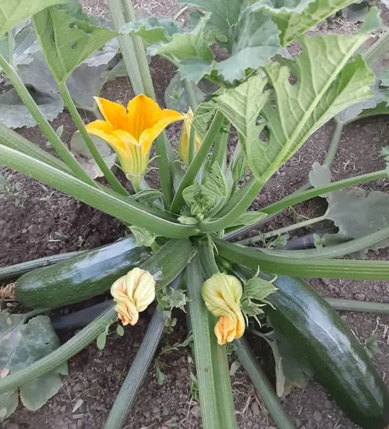 Zucchini plant beginner friendly to plant